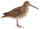 Becada