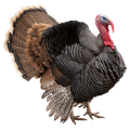 Pavo