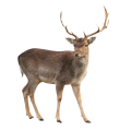 Venado