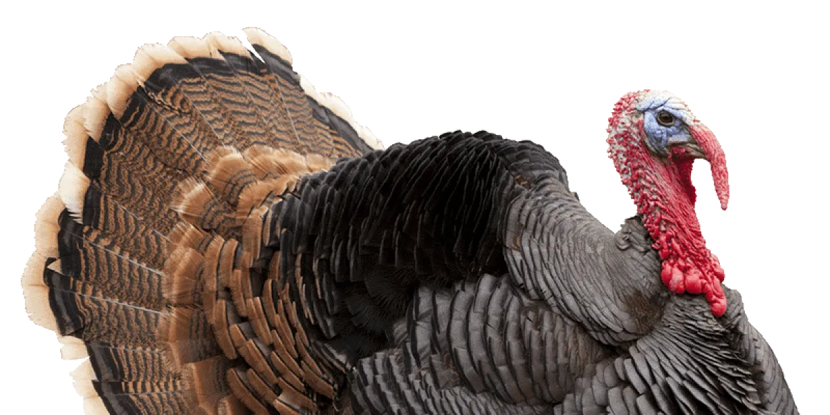 Pavo :: Introducción